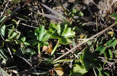 Diposis saniculifolia