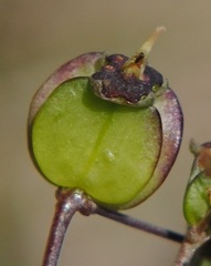 Diposis saniculifolia