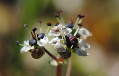 Diposis saniculifolia