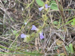 Melochia spicata