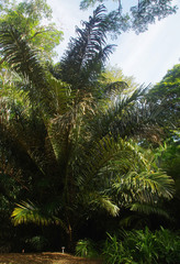Arenga pinnata