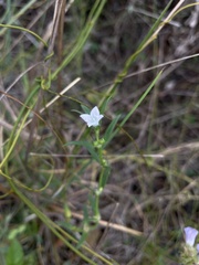 Hexasepalum apiculatum