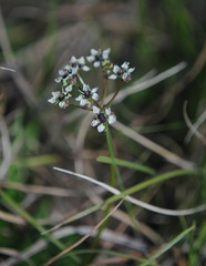 Diposis saniculifolia