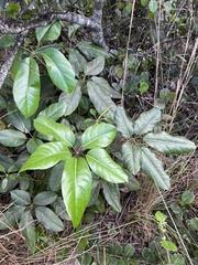 Heptapleurum actinophyllum