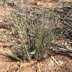 Schoenus subaphyllus