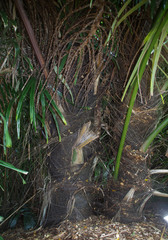 Arenga pinnata
