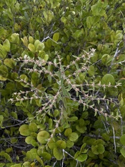 Lepidaploa sericea