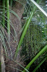 Arenga pinnata