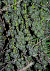 Arenga pinnata