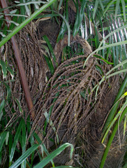 Arenga pinnata