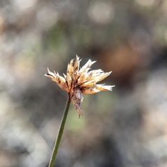 Schoenus subaphyllus