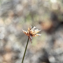 Schoenus subaphyllus