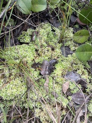Sphagnum perichaetiale