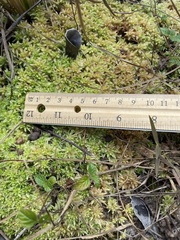 Sphagnum perichaetiale