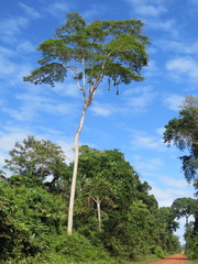 Senegalia loretensis