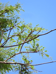 Senegalia loretensis