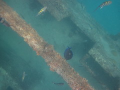 Acanthurus coeruleus