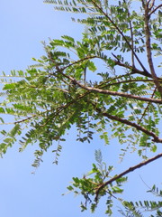 Senegalia loretensis