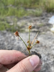 Rhynchospora holoschoenoides