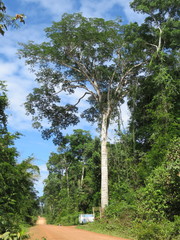 Senegalia polyphylla