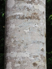 Senegalia polyphylla