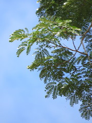 Senegalia polyphylla