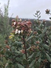 Arctostaphylos morroensis