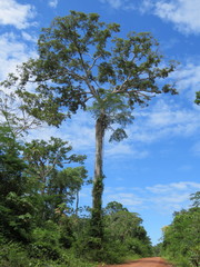 Couratari guianensis