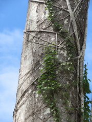 Couratari guianensis