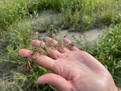 Utricularia hydrocarpa