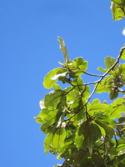 Couratari guianensis