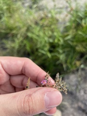 Utricularia hydrocarpa