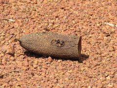 Couratari guianensis