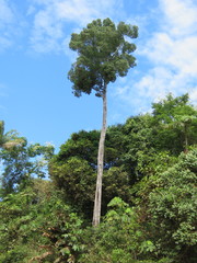 Aspidosperma excelsum