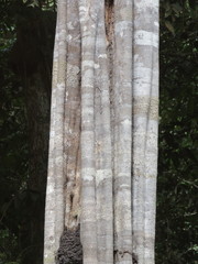 Aspidosperma excelsum