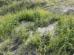 Utricularia hydrocarpa