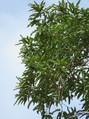 Aspidosperma excelsum