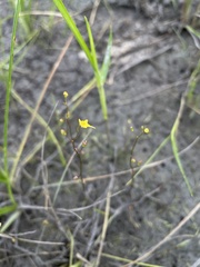 Utricularia pusilla