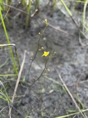 Utricularia pusilla