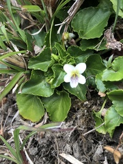 Viola adenothrix tsugitakaensis
