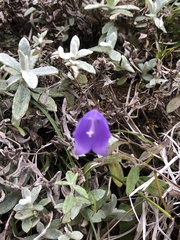 Adenophora morrisonensis