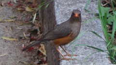 Turdus abyssinicus