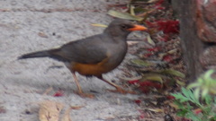 Turdus abyssinicus