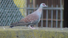 Columba guinea