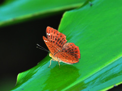 Zemeros flegyas albipunctatus