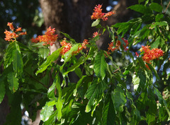 Saraca indica