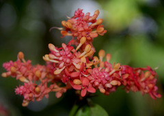 Saraca indica
