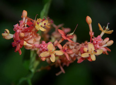 Saraca indica