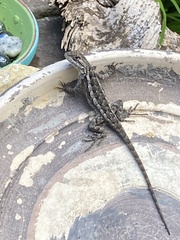 Sceloporus olivaceus