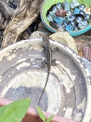 Sceloporus olivaceus